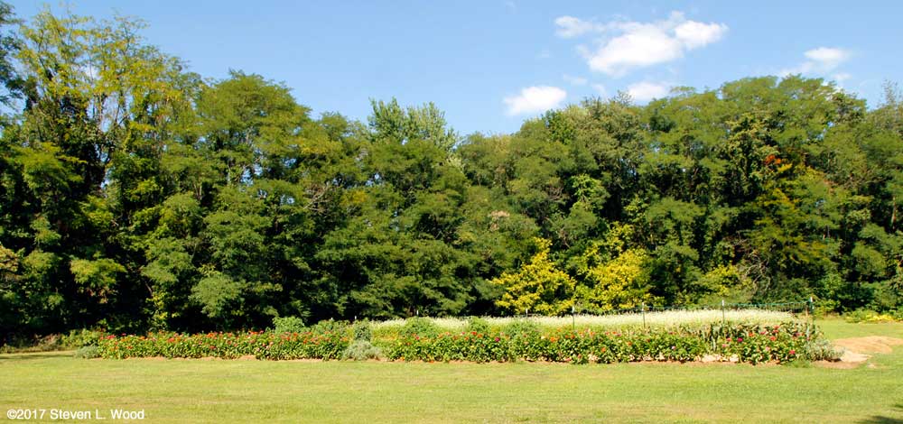 East Garden - August 9, 2017