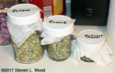 Jars of seed getting some extra drying with powdered milk