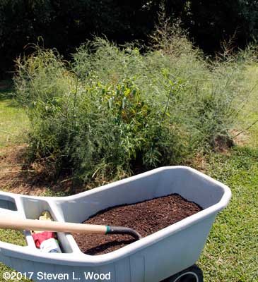Compost for Bonnie's Asparagus