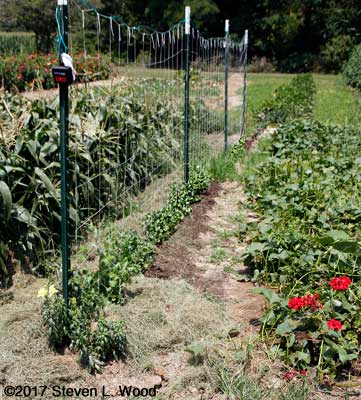 Composting and mulching peas