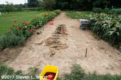 Transplanting broccoli