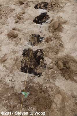Compost in each planting hole
