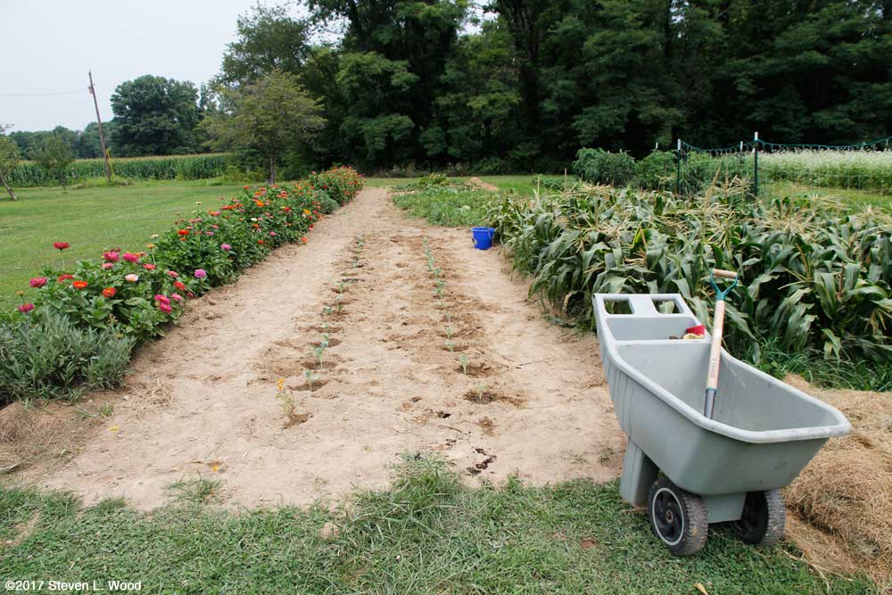 Fall brassicas transplanted