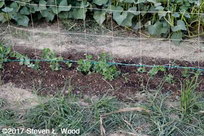 Eclipse and Encore peas
