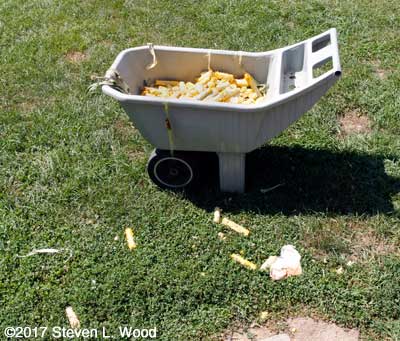 Corn eaten by dogs