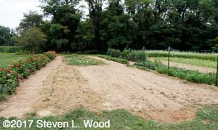 Late corn area tilled