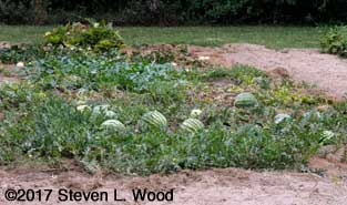 Lots of watermelons still on the vines