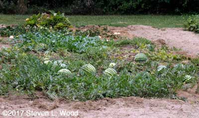 Lots of watermelons still on the vines