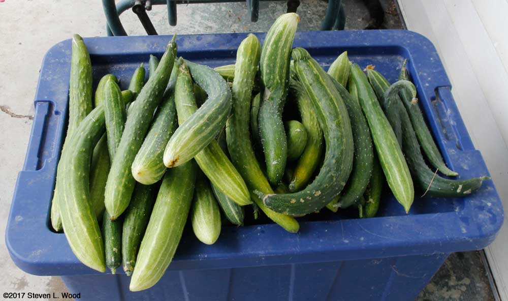 Japanese Long Pickling cucumbers
