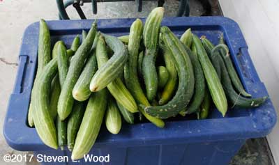 Japanese Long Pickling cucumbers
