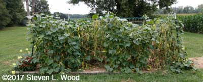 Japanese Long Pickling cucumber vines