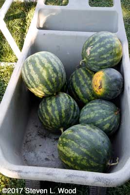 Watermelon for the food bank