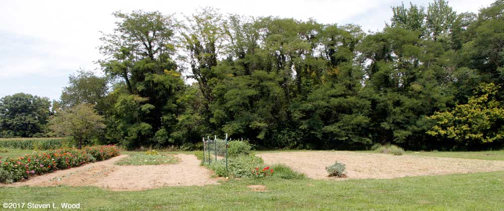 East Garden with buckwheat tilled in