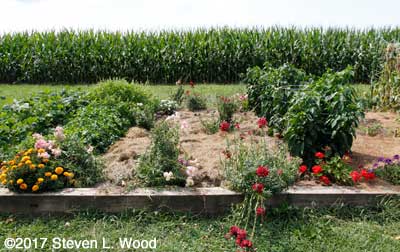 Trellises pulled from main bed