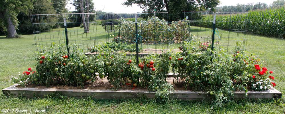 Earlirouge Tomato Plants