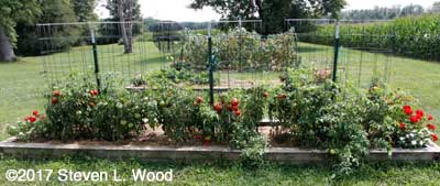 Earlirouge Tomato Plants