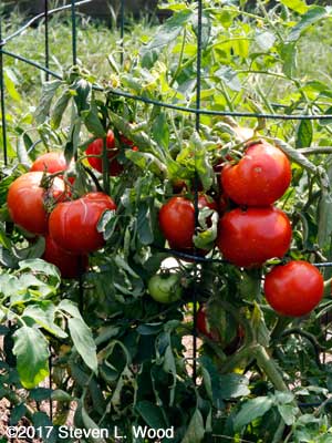 Clusters of Earlirouge tomatoes