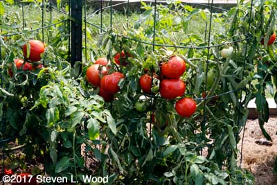 Clusters of Earlirouge tomatoes