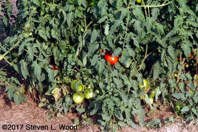 Ripening tomatoes