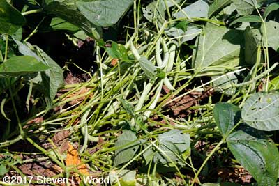 Pretty green beans