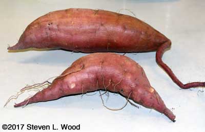 First sweet potatoes