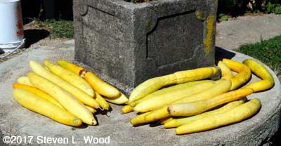 Cucumbers curing on cistern cover