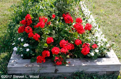 Maverick Red geranium