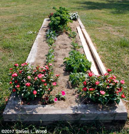 Vinca and kale
