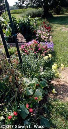 Back side of main raised bed