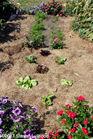 Flowers, fall lettuce and fall carrots