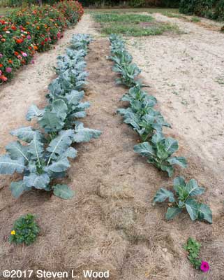 Fall brassica rows in East Garden