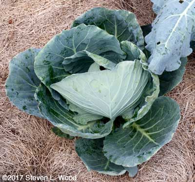 Cabbage in East Garden