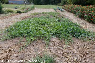 Melon patch in mid-September
