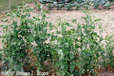 Sugar Snap peas blooming