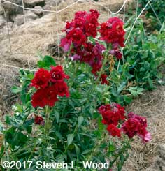 Snapdragons