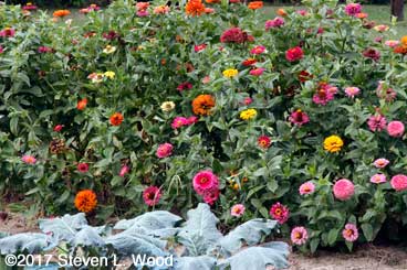 Zinnias