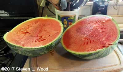 Late Farmers Wonderful watermelon