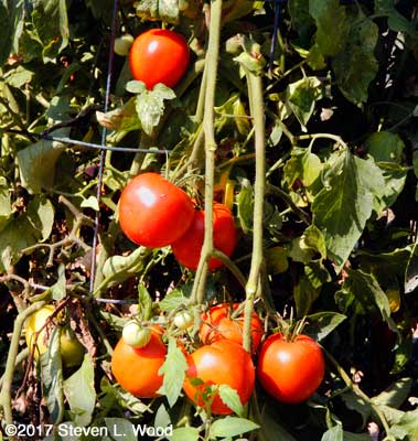 Clusters of Quinte tomatoes