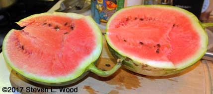 Mama's Girl watermelon