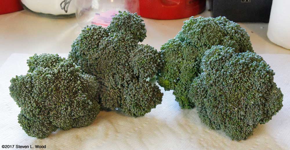 Four heads of fall broccoli