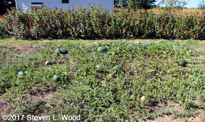 Late melons in our East Garden