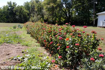 Our row of zinnias - September 30, 2017
