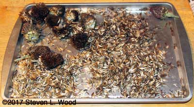 Processing zinnia seed