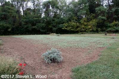 Volunteer buckwheat in East Garden