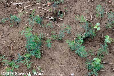 So that's what hairy winter vetch looks like