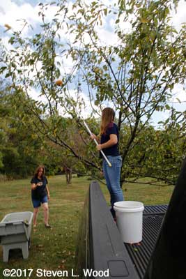 Anne and Katherine working the apple tree