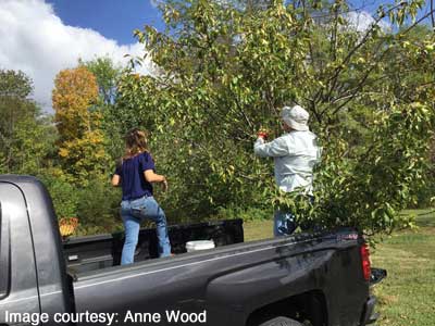 Granddaughter Katherine and Steve picking apples
