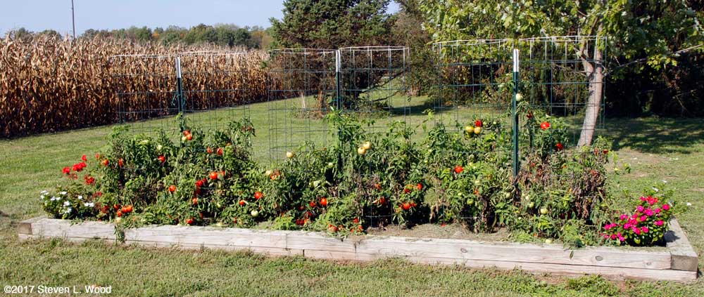 Earlirouge tomatoes still producing in mid-October