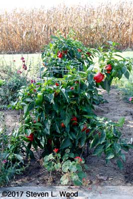Earliest Red Sweet pepper palnts loaded with fruit