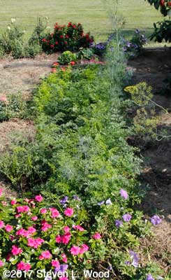 Fall carrot rows